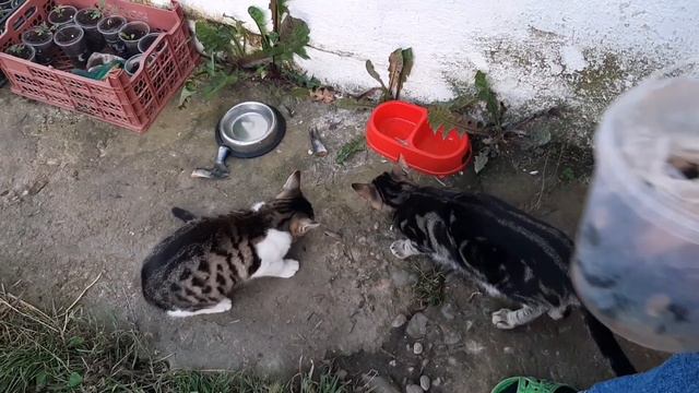 #год_как_живём_на_юге. Год как переехали жить в Апшеронск /жизнь на Юге. смотреть онлайн