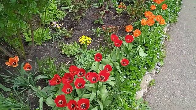 Клумбы с тюльпанами разных расцветок и форм??? смотреть онлайн