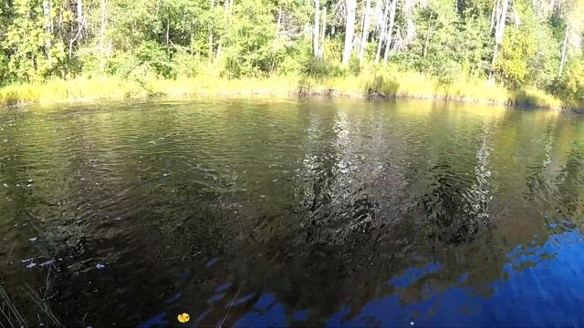 Рыбалка на реке Клев щуки в сентябре смотреть онлайн