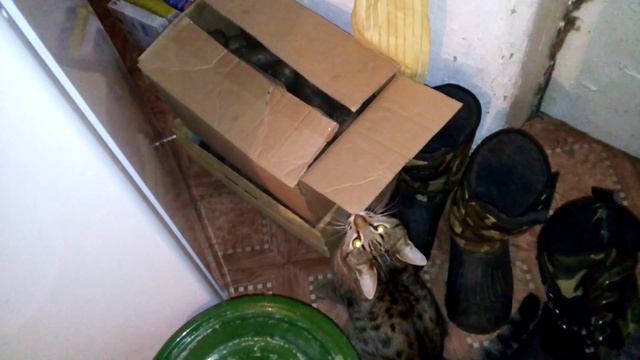 Котенок хочет достать картошку! смотреть онлайн
