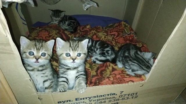 Маленькие котята, шотландская короткошерстная порода, страйт смотреть онлайн
