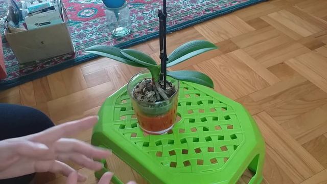 Полив мини орхидеи Максимом , что случилось ? смотреть онлайн