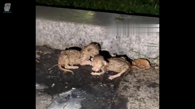 Мужчина оставил двух новорожденных котят на обочине дороги, после чего убежал смотреть онлайн