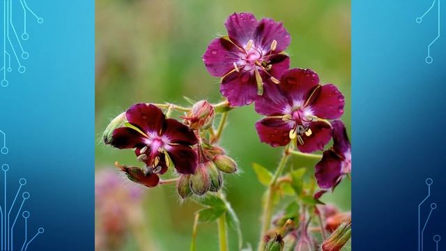 Цветок разнообразие цветов смотреть онлайн