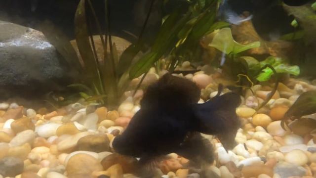 The Blue Tank- Fancy Goldfish, Telescope Eye, Pearl Scale Tank смотреть онлайн