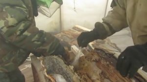 пересадка диких пчел из дупла дерева в улей