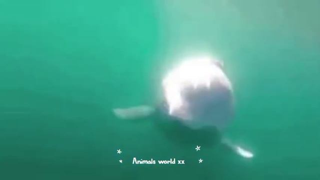 whale world xx смотреть онлайн