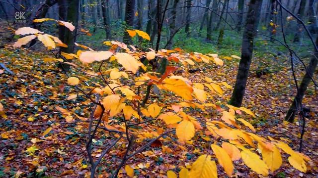 Colours Of Autumn | Collection in 8K ULTRA HD (60 FPS) | Relaxation Film With Relaxation Music смотреть онлайн