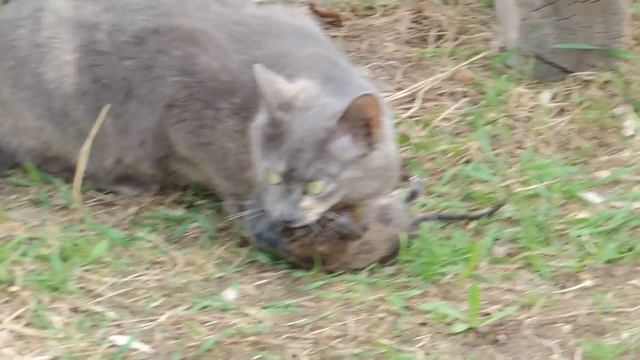 Деревенская кошка поймала огромную крысу! смотреть онлайн