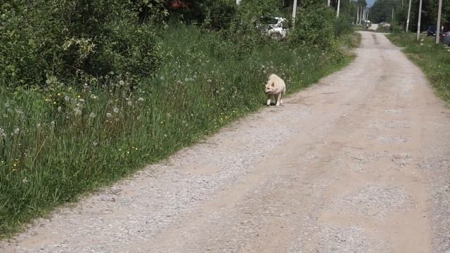 ЩЕНКИ ХАСКИ! В собачьем раю! Чемпионат мира HUSKY ВЛОГ смотреть онлайн