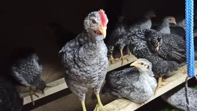 Борковская барвистая, Котляревская 1 месяц и 3 дня. смотреть онлайн