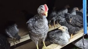 Борковская барвистая, Котляревская 1 месяц и 3 дня.