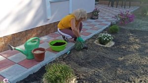 Сантолина. Как посадить сантолину. Какой уход необходим за сантолиной