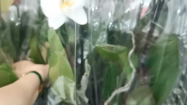 Леруа:ПОТРЯСАЮЩИЙ привоз ОРХИДЕЙ!18.09.23,ТЦ "Космопорт",Самара,ул. Дыбенко, 30. смотреть онлайн