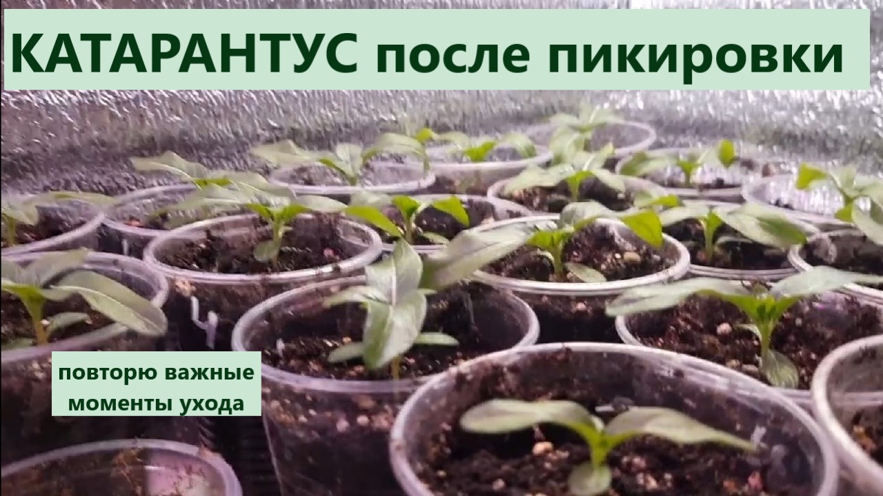 Катарантусы после пикировки прошло неделя и 3 дня. Важные моменты по уходу за катарантусом. смотреть онлайн