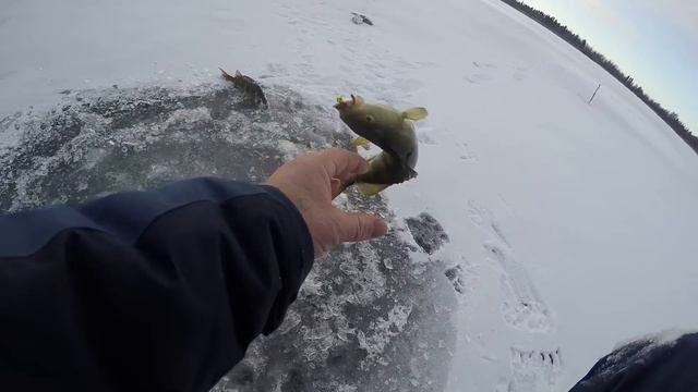 Продолжаем покорять лед на р.Вынгапур окунь на удочки щука на жерлицы. смотреть онлайн