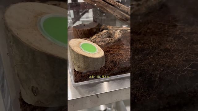 一個集神奇，詭異，動物，植物於一體的東西，匡蛇尾，直接給我弄心裡陰影！ #王小怪#神奇動物在抖音 смотреть онлайн