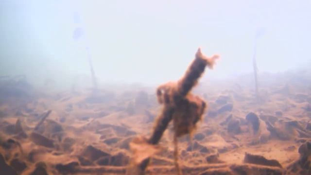Видео камеры для рыбной ловли подо льдом смотреть онлайн