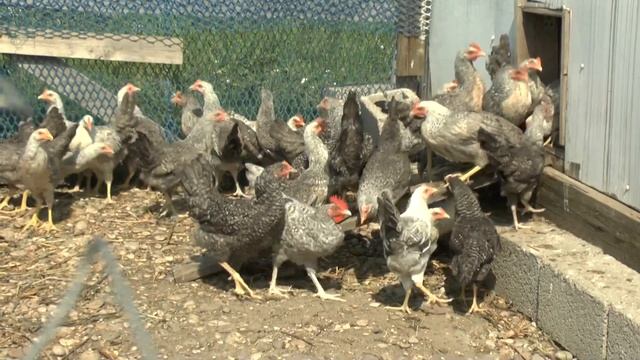цыплята билефельдер, амераукана, фавероль, леггорн, борковская, орпингтон. смотреть онлайн