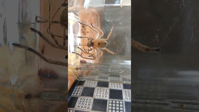 Huntsman spider kill spider opiliones. Паук охотник убыл паука сенокосца. смотреть онлайн