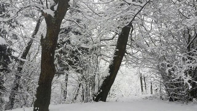 Зимний лес. Снег летает и кружится. Шум ветра для сна и медитации смотреть онлайн