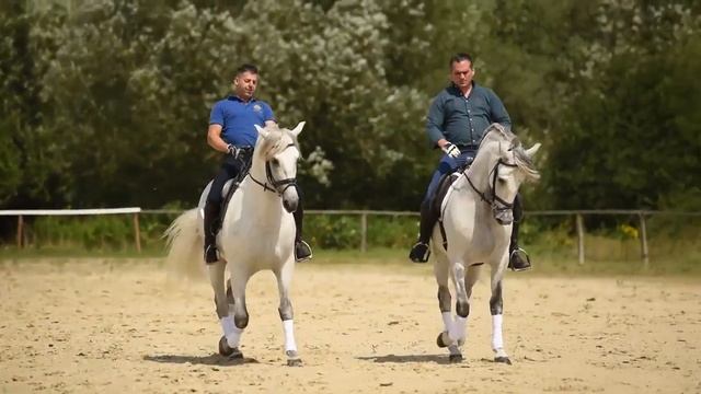 Majestic Horses - Продажа андалузских лошадей из Германии и Испании смотреть онлайн