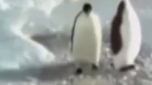 Мем с пингвином