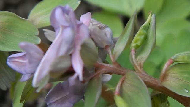 Ряст Хохлатка 8 20 03 2020 2 смотреть онлайн