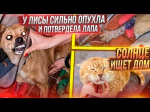 У Лисы сильно опухла и посинела сломанная лапка Отвезли собак в лес. Моя озвучка животныхОбработки