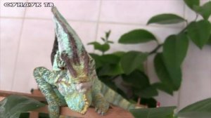 Всё о хамелеоне