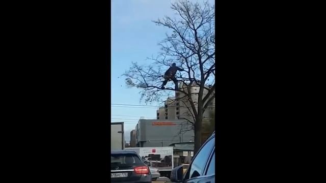 Коммунальщики Трясут Деревья смотреть онлайн