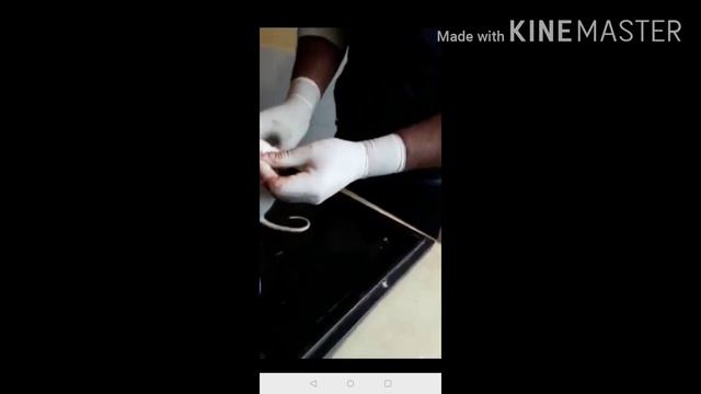 Retro-orbital Blood Collection in Rat by Dr Shah Mudasir смотреть онлайн