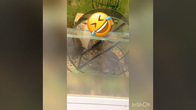 Смешные морские свинки??? смотреть онлайн