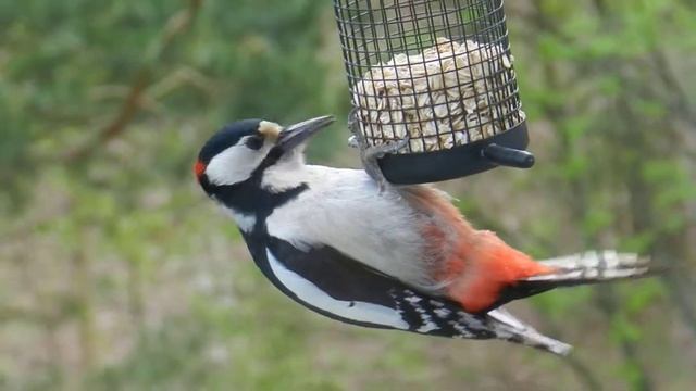 Дятел ест геркулес Woodpecker Eating Oatmeal