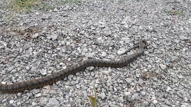 Крым. Редкий вид Леопардовый полоз.(Желтобрюх). 26.07.2020 г. смотреть онлайн
