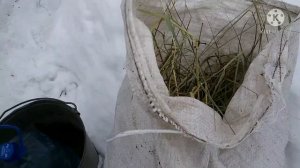 Кролики в сарае. Клетки для кроликов.