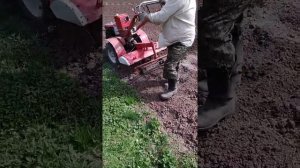 Сеем овёс,как сидерат , на удобрение