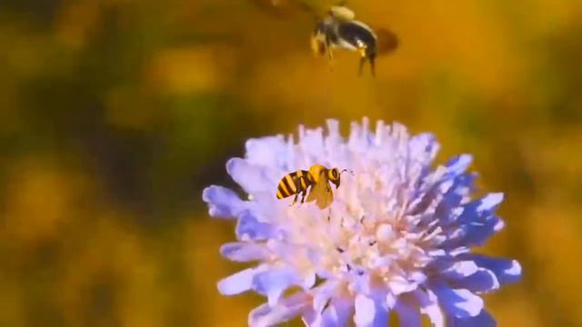 Футаж Пчелы на цветах смотреть онлайн