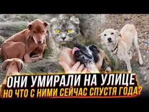 Спасенные и пристроенные жизни спустя время. 3 часть.