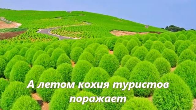 Японский парк "ХИТАЧИ" смотреть онлайн