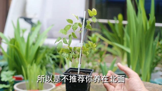 什么植物又会爬藤又会开花？那就是铁线莲，园艺师教你怎么养 смотреть онлайн