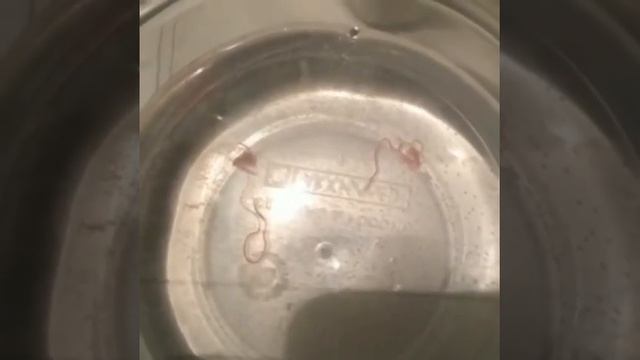 Черви из крана ??♀️ смотреть онлайн