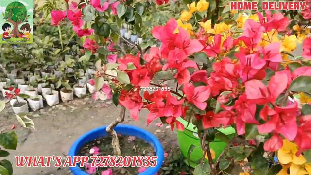 BONSAI BOUGAINVILLA PLANTS... CHEPAST PRICE .. online sell #bonsai #flowers #bougainvillea смотреть онлайн