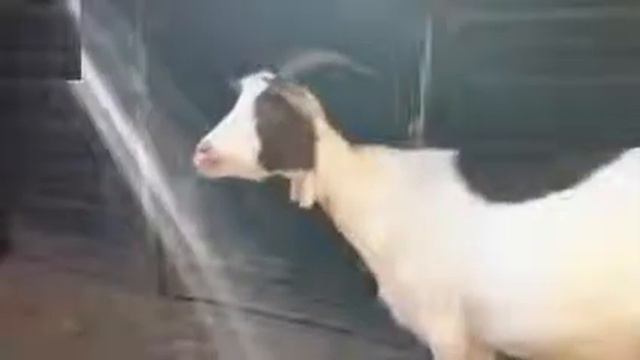 Смешные звуки смотреть онлайн
