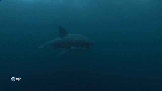 Зачем большой белой акуле (Carcharodon carcharias) нападать на кормящихся в море птиц ? смотреть онлайн