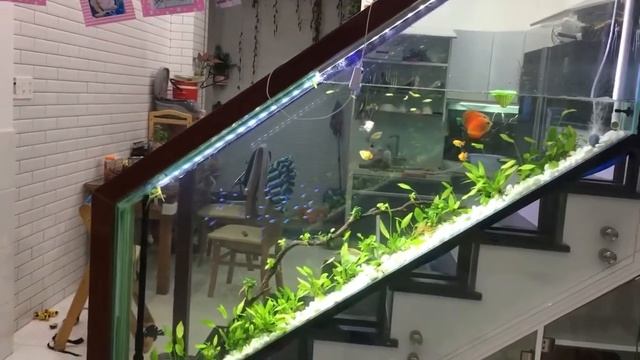 Аквариум с дискусами необычной формы от Vu Hoang Giang смотреть онлайн