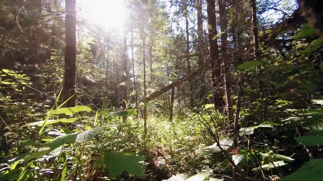 🌳Calming Guitar Music. Green Forest. Расслабляющая гитарная музыка смотреть онлайн
