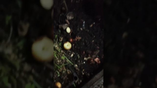 Выращиваем лук на зелень к новому году. Эксперименты дяди Вити. смотреть онлайн