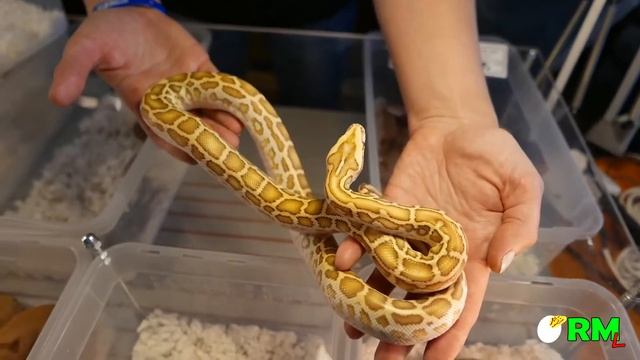 Рептилиум осень 2018. Выставка змей. Питоны, удавы, вараны и многое другое!!! reptile exhibition смотреть онлайн