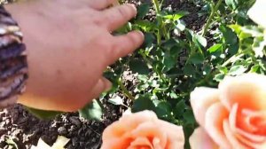 Шраб роза Кубана (Cubana) rozapochtoi.ru